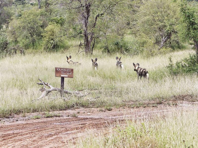 Hotel Kambaku River Sands Hoedspruit Esterno foto